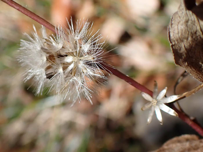 photoアキノキリンソウ