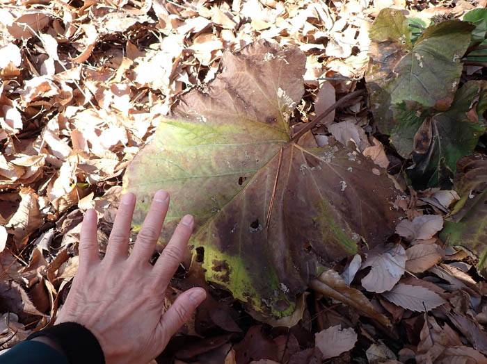 photoオヤマボクチ実と葉