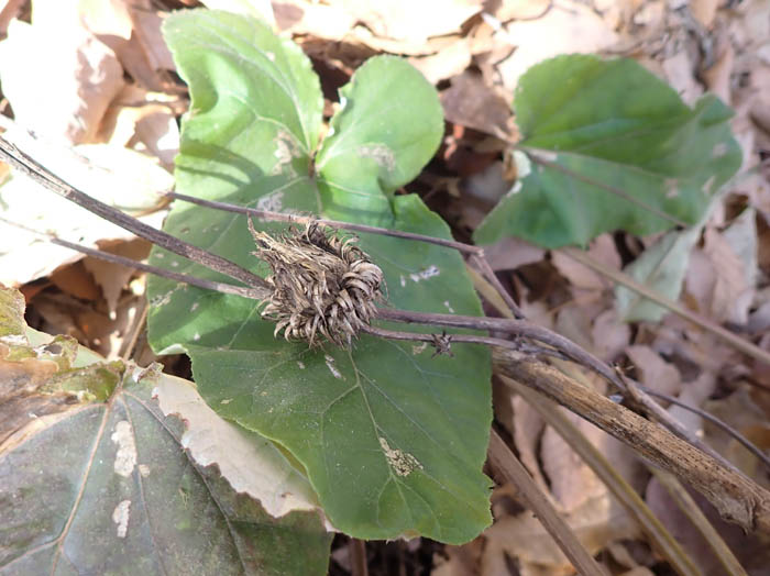 photoオヤマボクチ実と葉