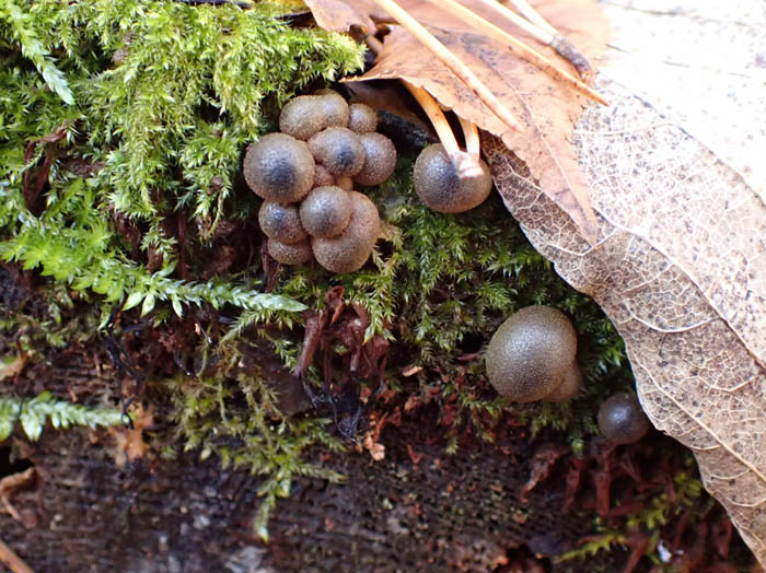photo粘菌マメホコリ
