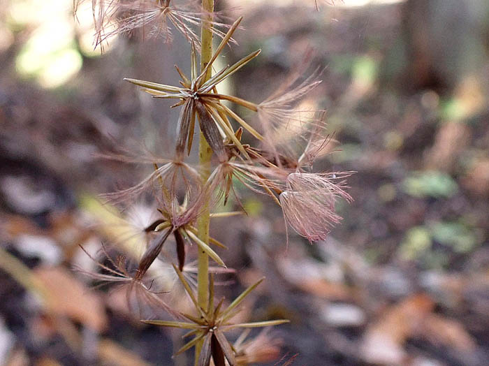 photoオクモミジハグマ実11301130