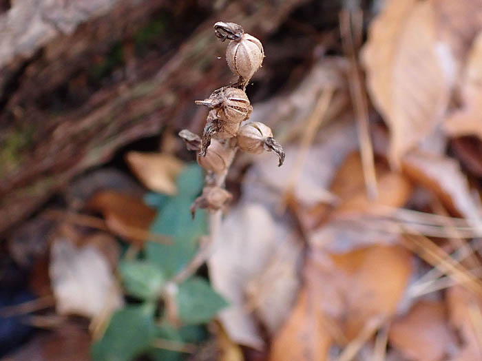 photoミヤマウズラ実