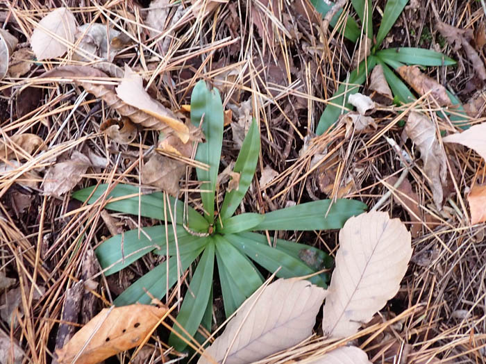 photoショウジョウバカマ