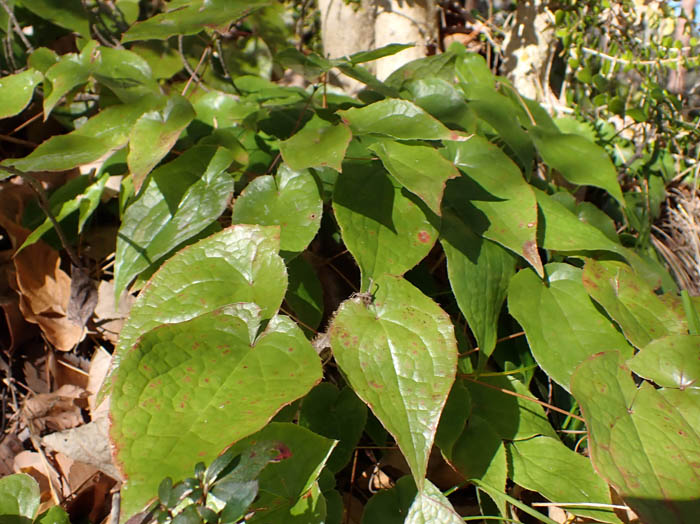 photoトキワイカリソウ