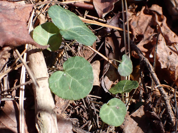 photoジンヨウイチヤクソウ