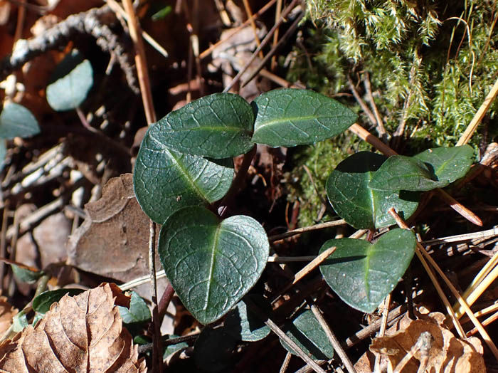 photoツルアリドオシ