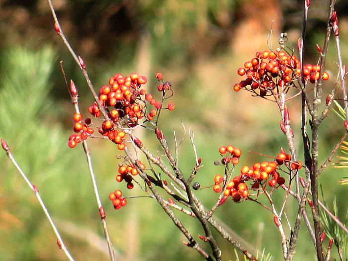 photoミヤマウメモドキ実と幹