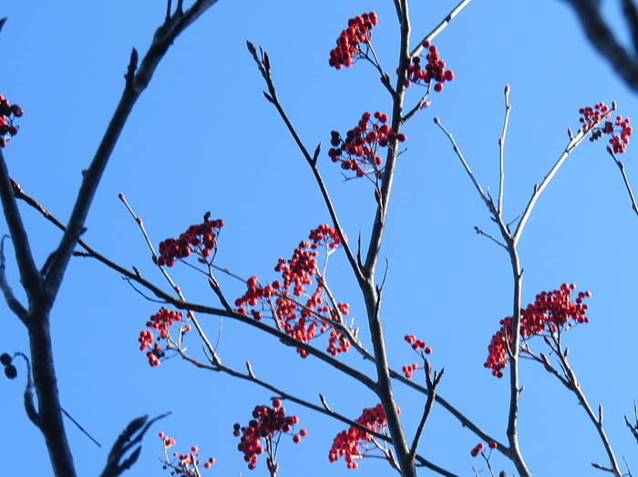 photoミヤマウメモドキ実と幹