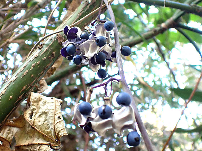 photoノササゲ弾けた実