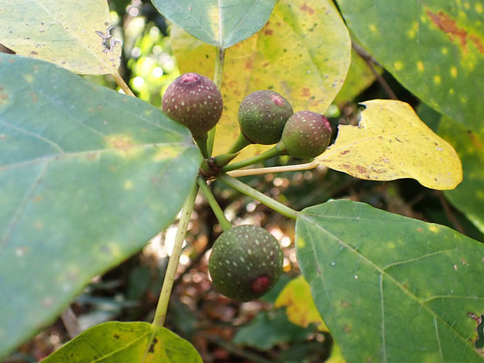 photo11イヌビワ