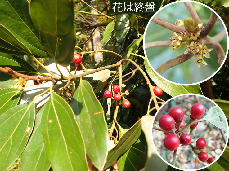 photo12花と実/シロダモ