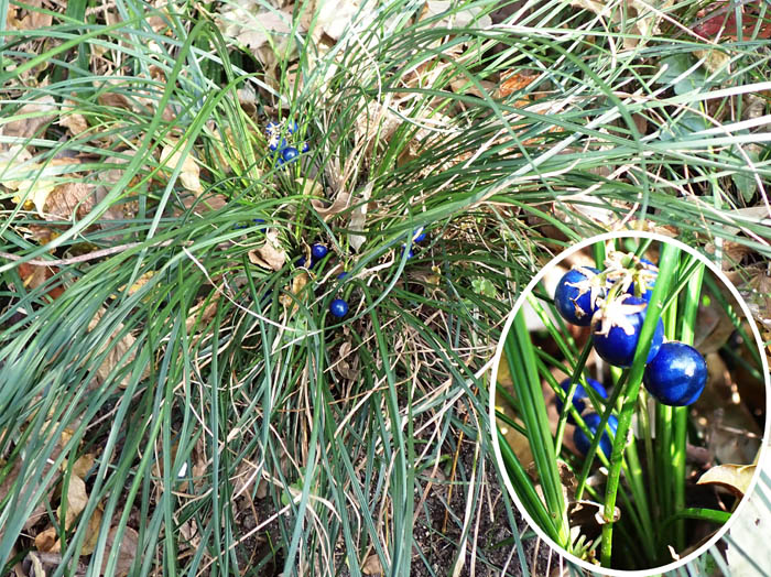 photo13ナガバジャノヒゲ実