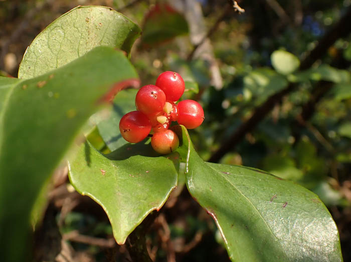 photoサネカズラ