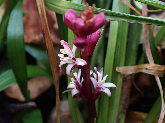 photoキチジョウソウ