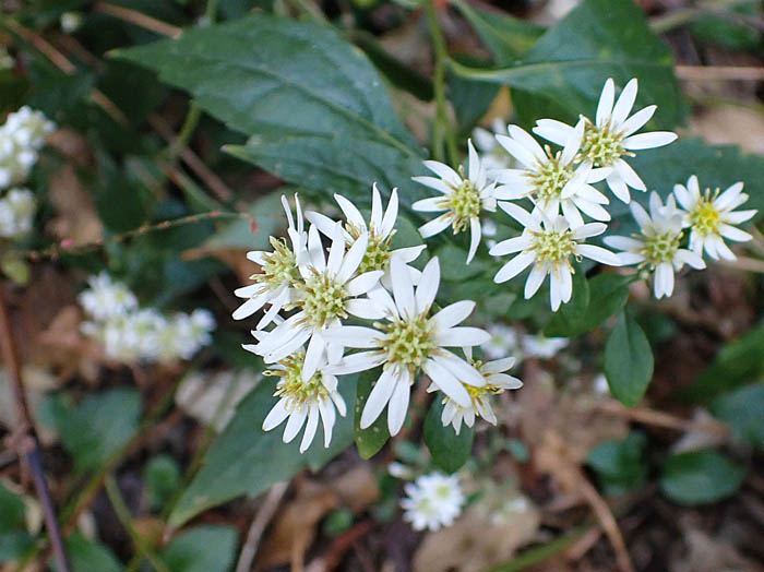 photo6シロヨメナか