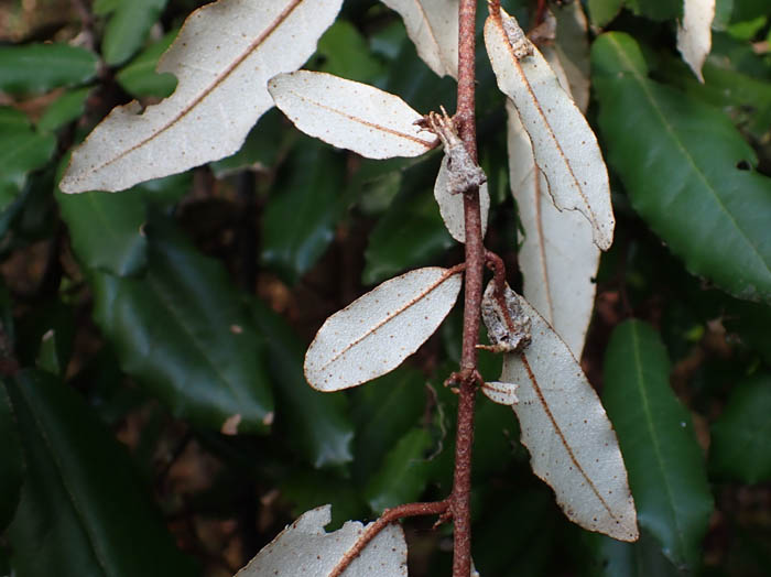 photoナワシログミ葉裏