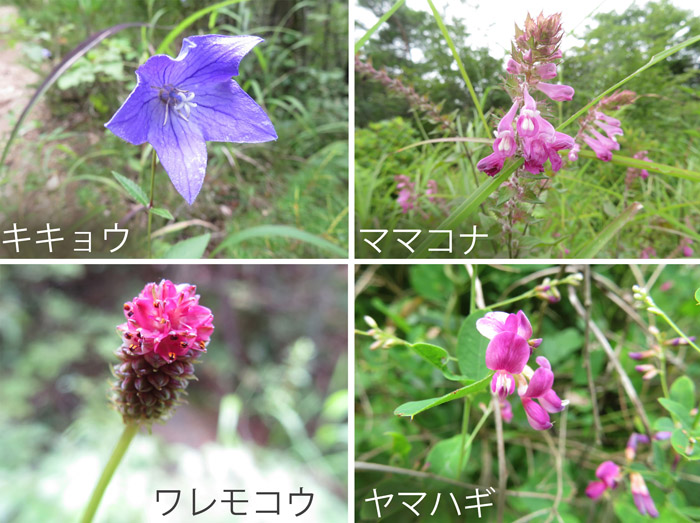 photo：秋を知らせる花々：キキョウ,ママコナ,ワレモコウ,ヤマハギ・地附山