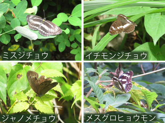 photo：地味な色の蝶たち：ミスジチョウ,イチモンジチョウ,ジャノメチョウ,メスグロヒョウモン・地附山