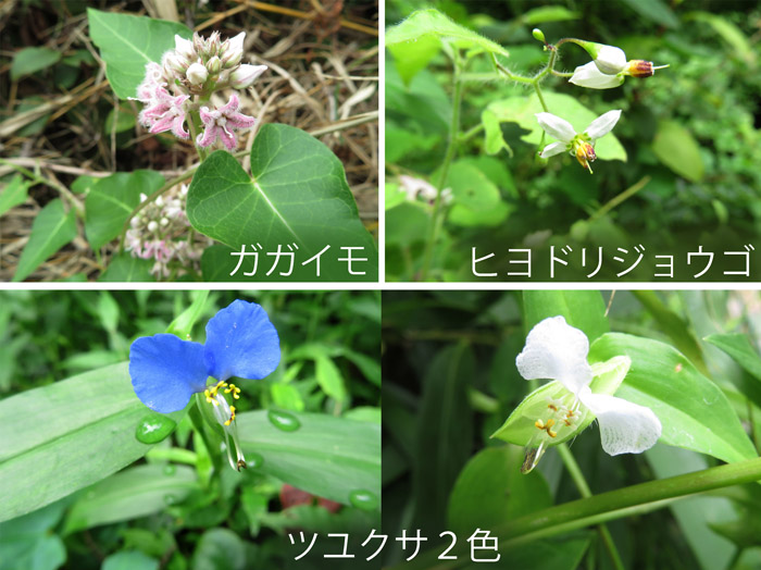 photo：山麓の花：ガガイモ,ヒヨドリジョウゴ,ツユクサ（白と青）2021.8.16・地附山
