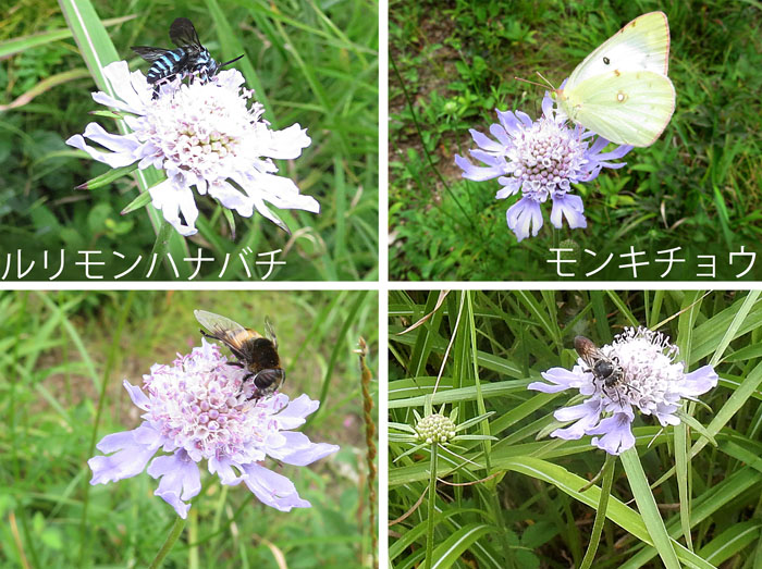 photo：マツムシソウに来る蜂や蝶：ルリモンハナバチ,モンキチョウ・地附山