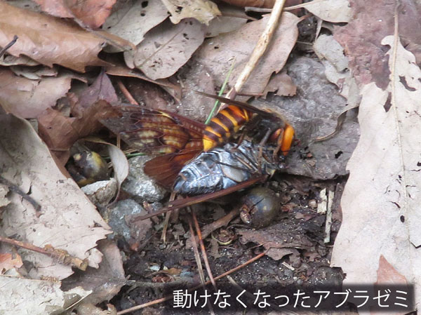 photo：蝉に食らいつく蜂・地附山