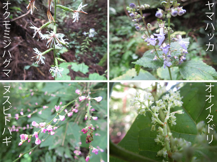 photo：目立たない花だけど・サジガンクビソウ,アキノノゲシ,ツルリンドウ（白,紫）・地附山