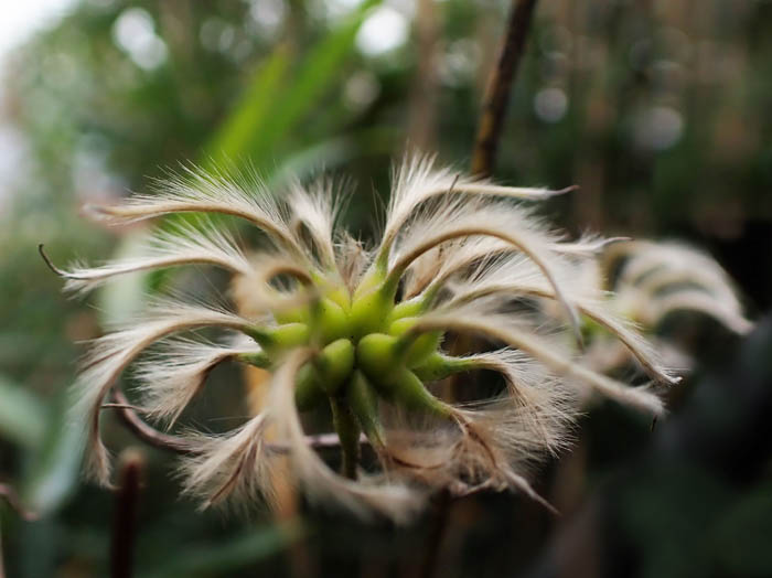 photo12シロバナハンショウヅル実