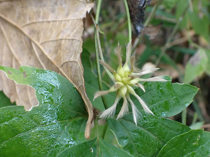 photo12シロバナハンショウヅル実