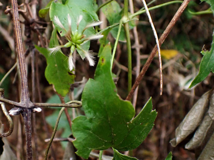 photo12シロバナハンショウヅル実