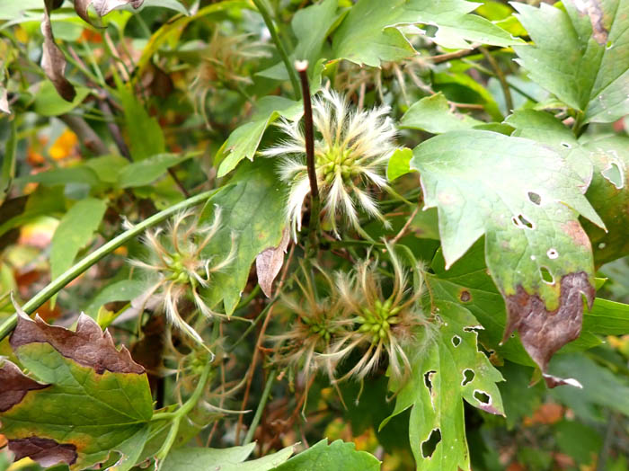 photo12シロバナハンショウヅル実