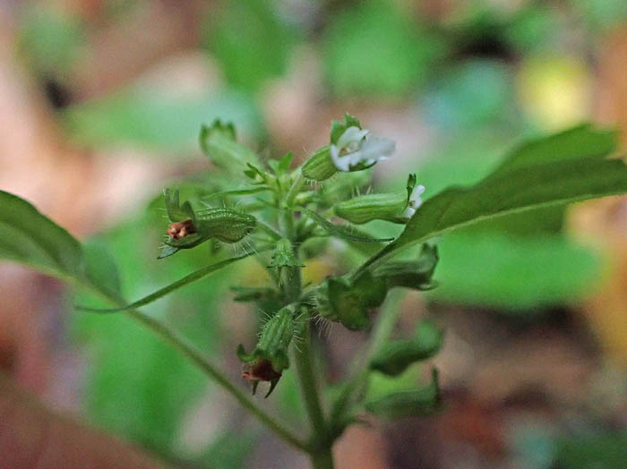 photoイヌトウバナ