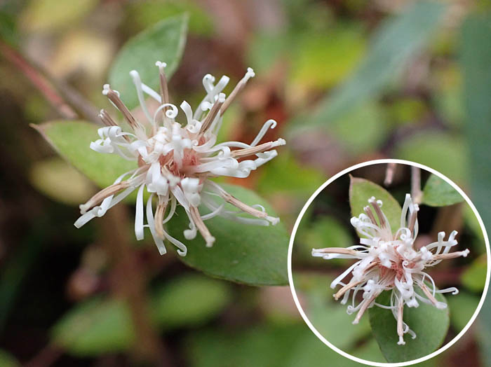 photoコウヤボウキ