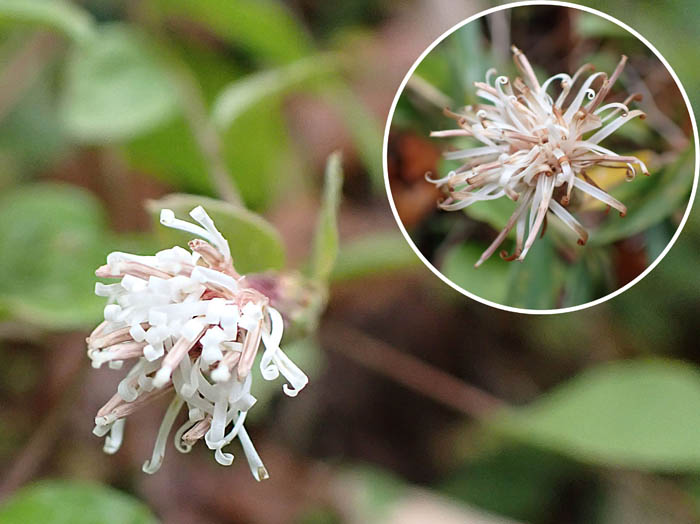 photoコウヤボウキ