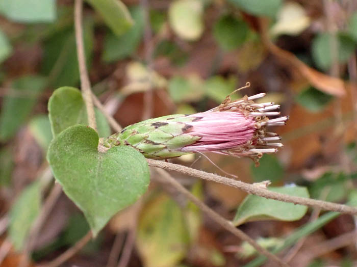 photoコウヤボウキ