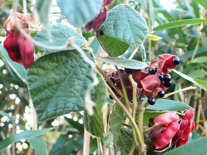 photo4タンキリマメ