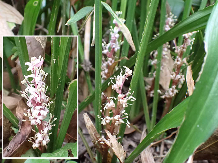 photo8キチジョウソウがいっぱい