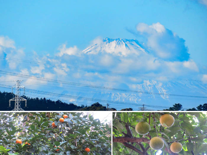 photo12富士と夏みかん