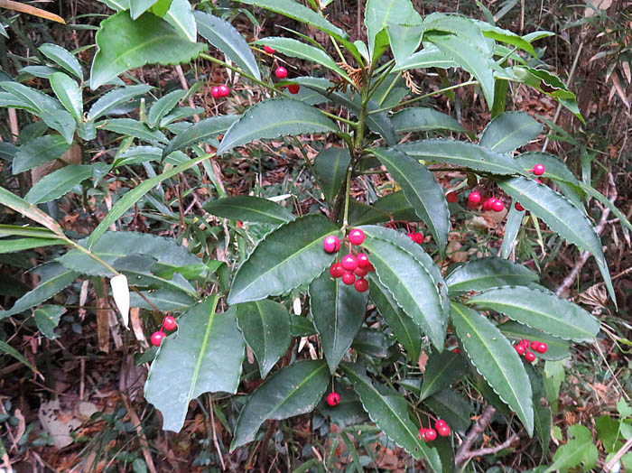 photoマンリョウ実