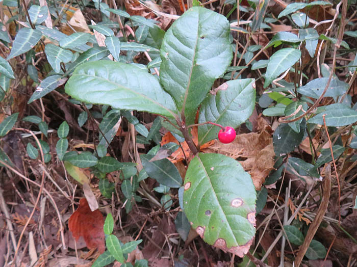 photoヤブコウジ実