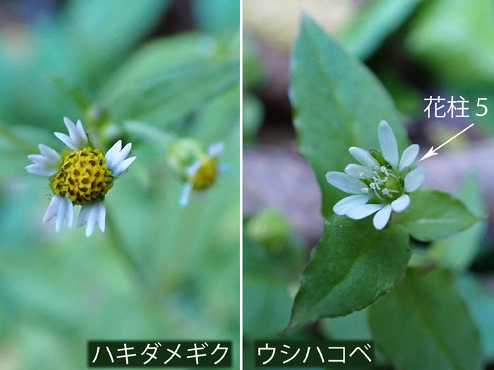 photo4ハキダメギクとウシハコベ