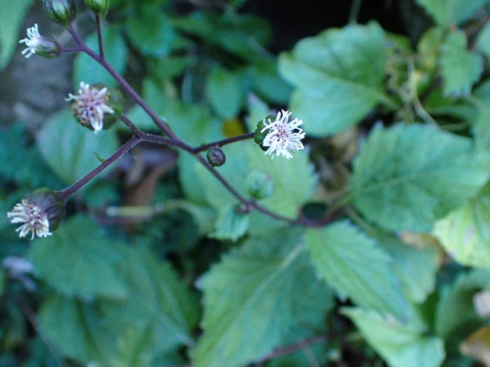 photo8オカダイコン