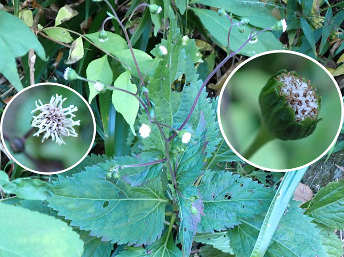 photo8オカダイコン