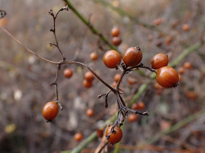 photoヘクソカズラ