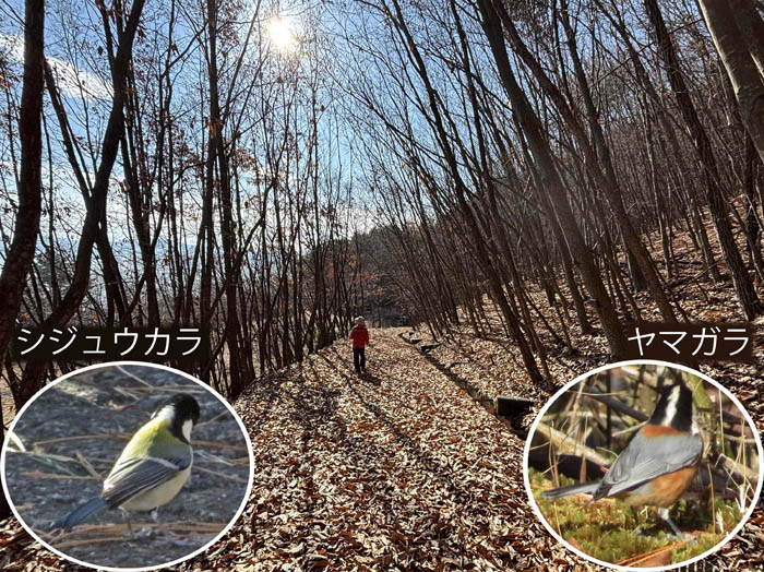 photo16シジュウカラ,ヤマガラ