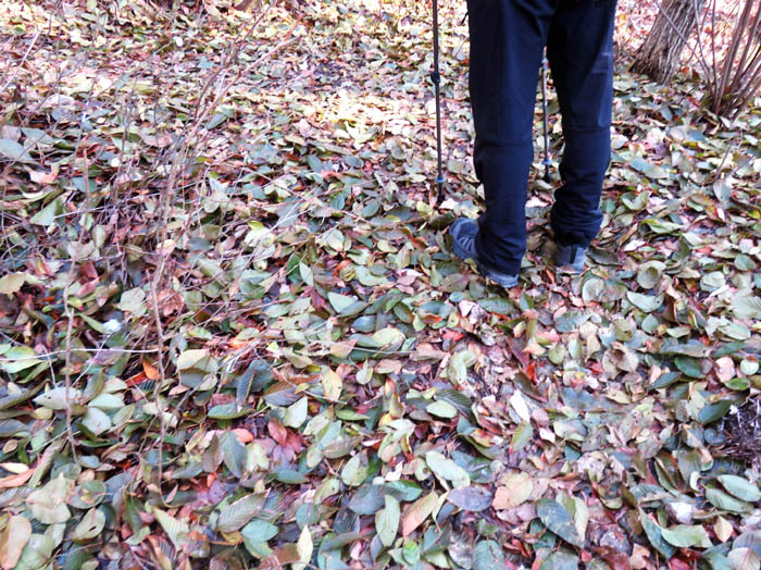 photo7緑の落ち葉