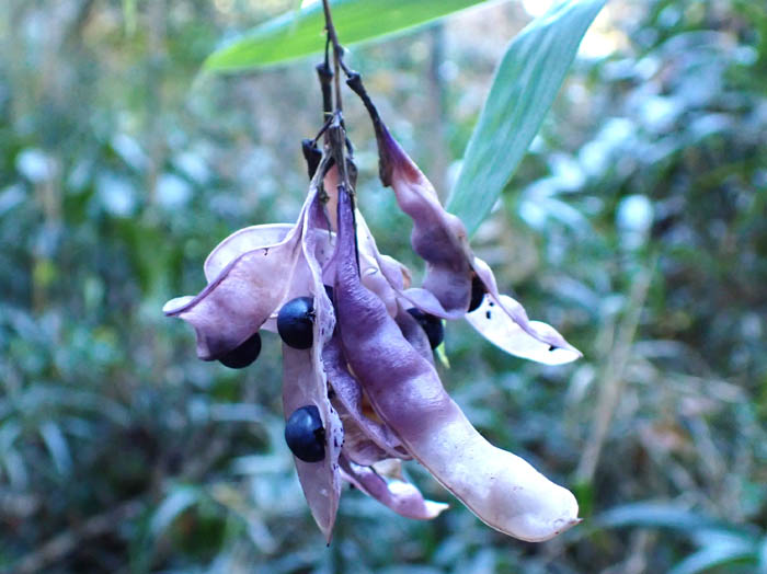 photo1ノササゲ実