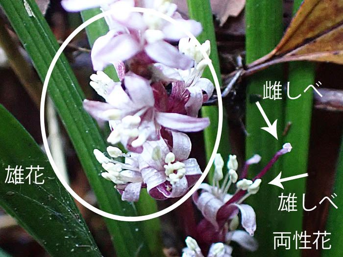 photoキチジョウソウ雄蕊,雌蕊