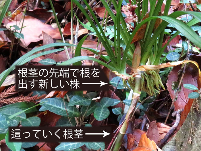 photoキチジョウソウ這っていく根茎