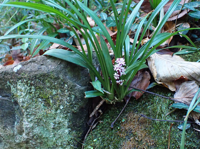 photoキチジョウソウ