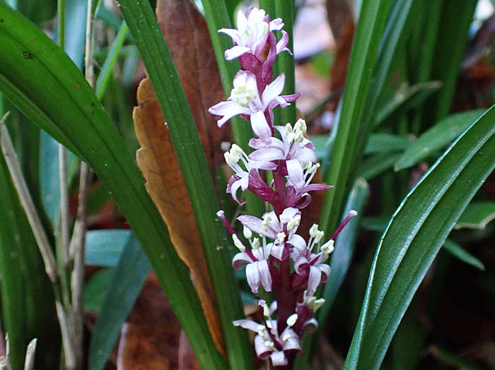 photoキチジョウソウ